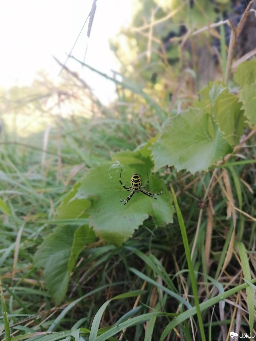 Zámoly