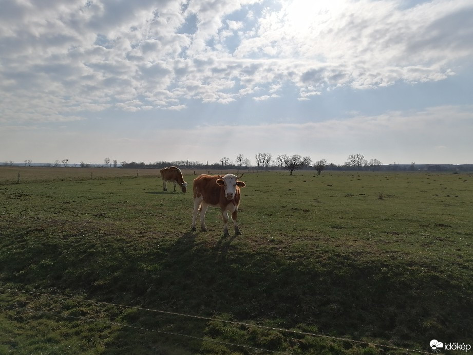 Zámoly