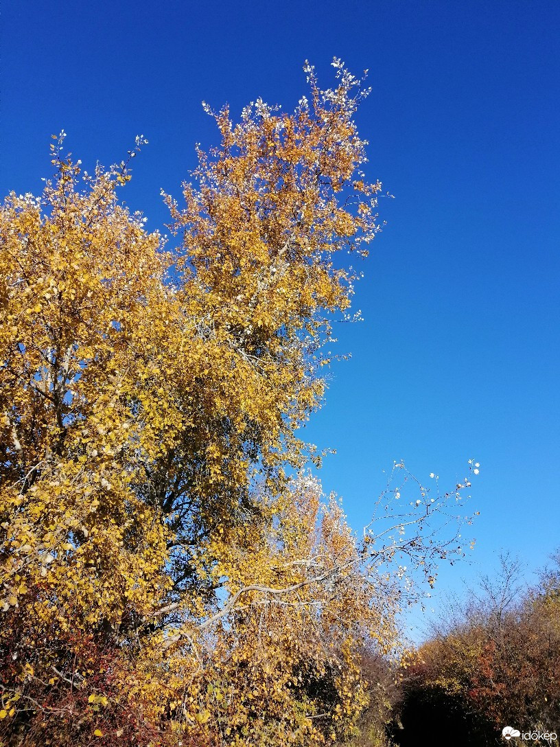 Zámoly