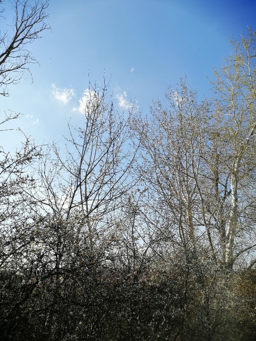 Zámoly