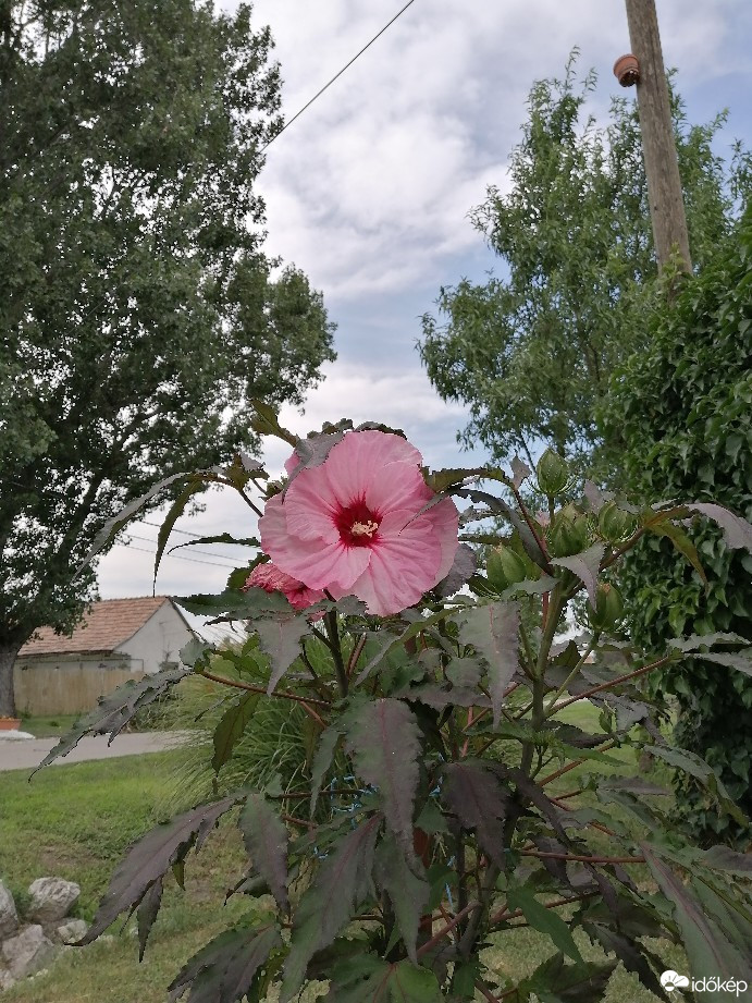 Zámoly