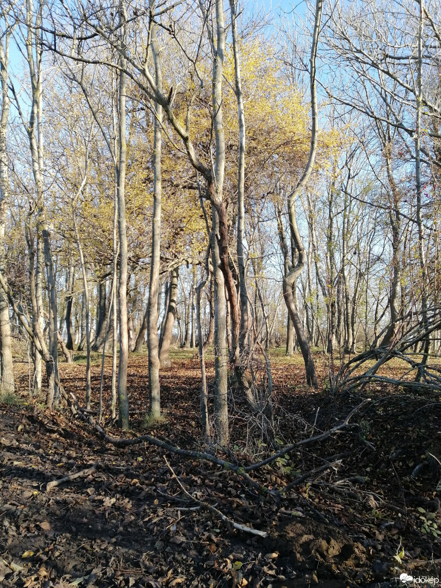 Zámoly