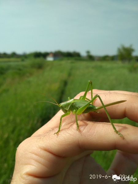 Zámoly