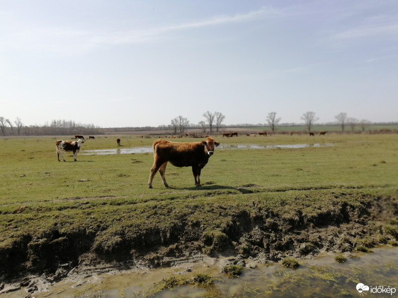 Zámoly