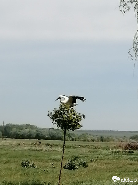 Zámoly