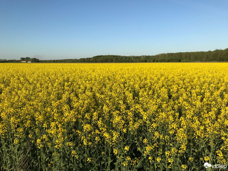 Hódmezővásárhely