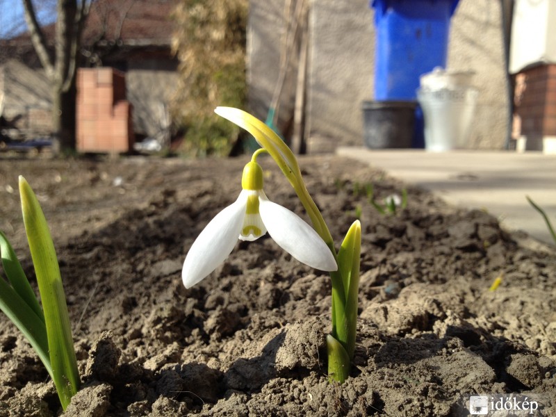 Hóvirág. :)