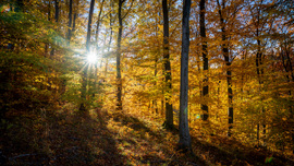 Erdő ősszel a Pilisben