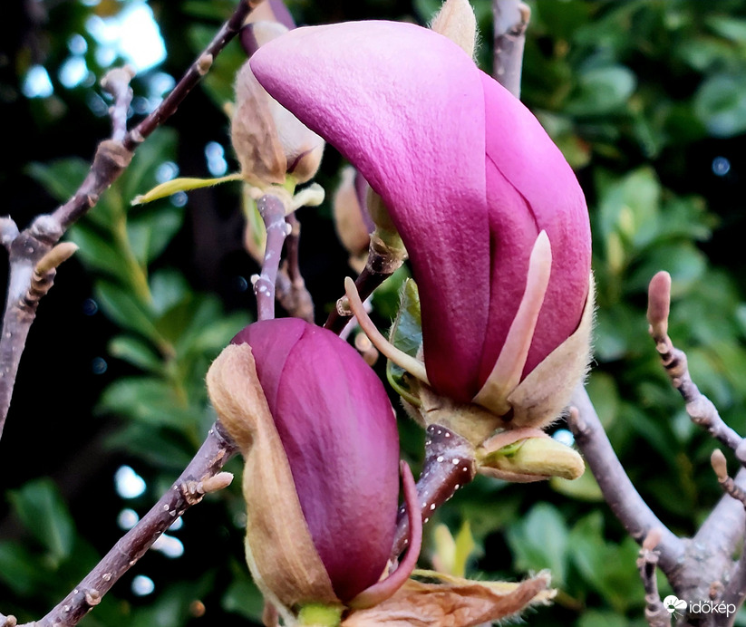 Liliomfa