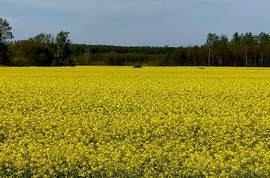 Repce mező