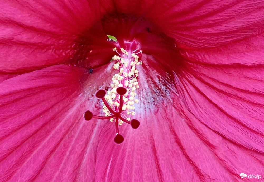 Óriás hibiszkusz