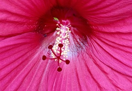 Óriás hibiszkusz