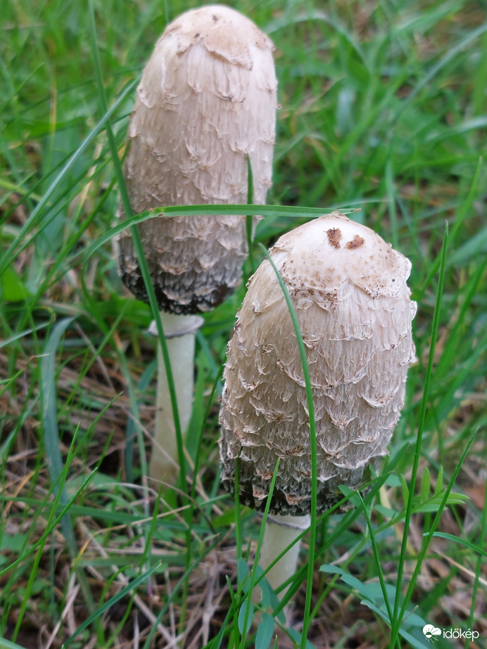 Gyapjas tintagomba