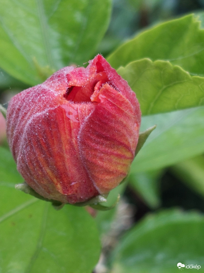Harmatosan a kínai hibiszkusz