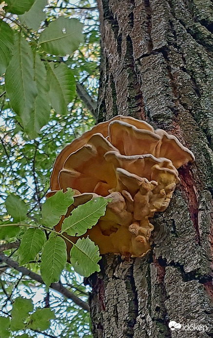 Sárga gévagomba