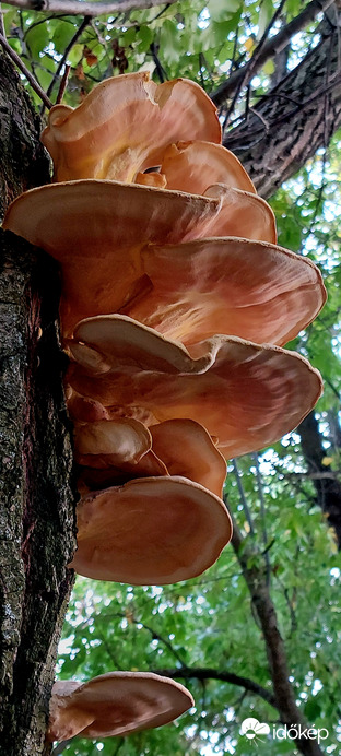 Sárga gévagomba