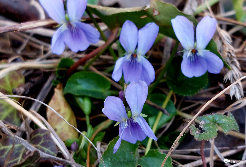 Tavasz virágai