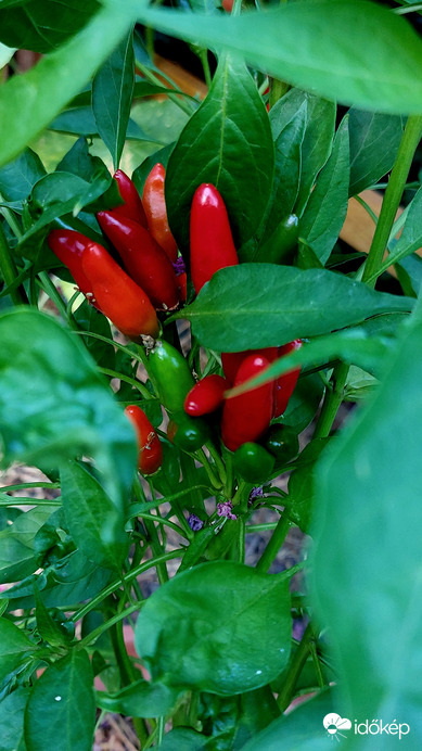 Chili paprika