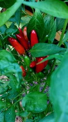 Chili paprika