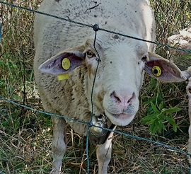 Ő a főkolompos