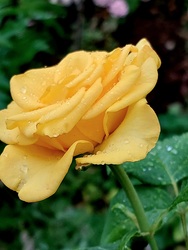 Zápor után 