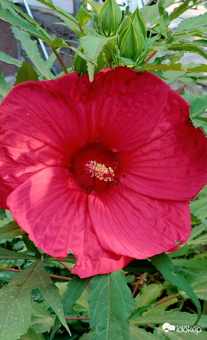 Óriás hibiszkusz