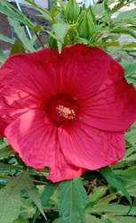 Óriás hibiszkusz