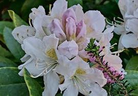 Rhododendron virágzás