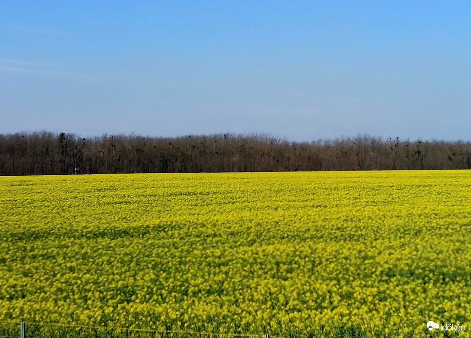Repce virágzás