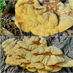 Sárga gévagomba