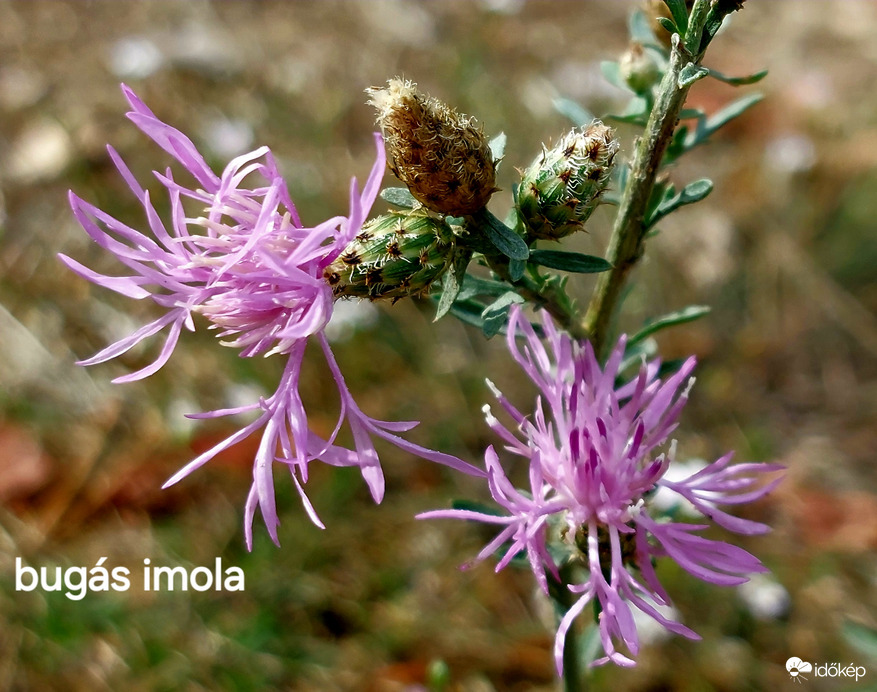 Bugás imola