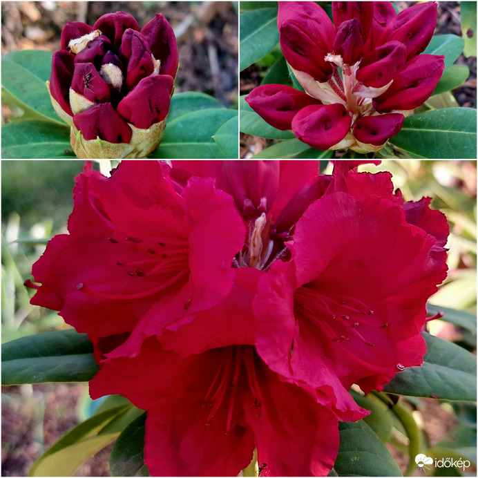 Rhododendron virágzás