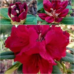 Rhododendron virágzás