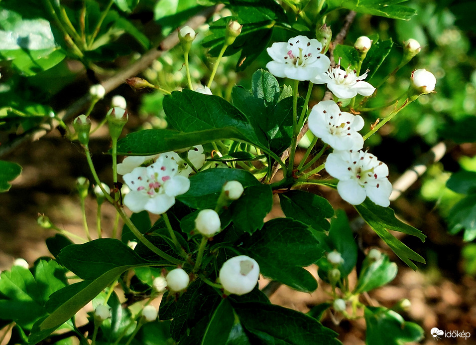 Galagonya virágzás