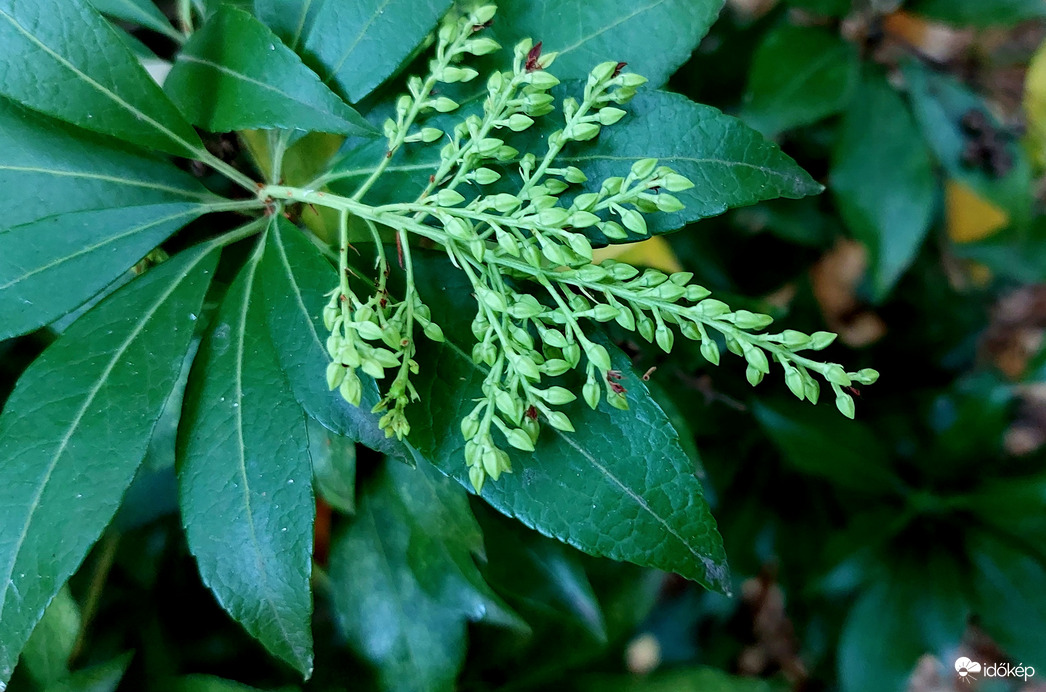 Japán babérhanga
