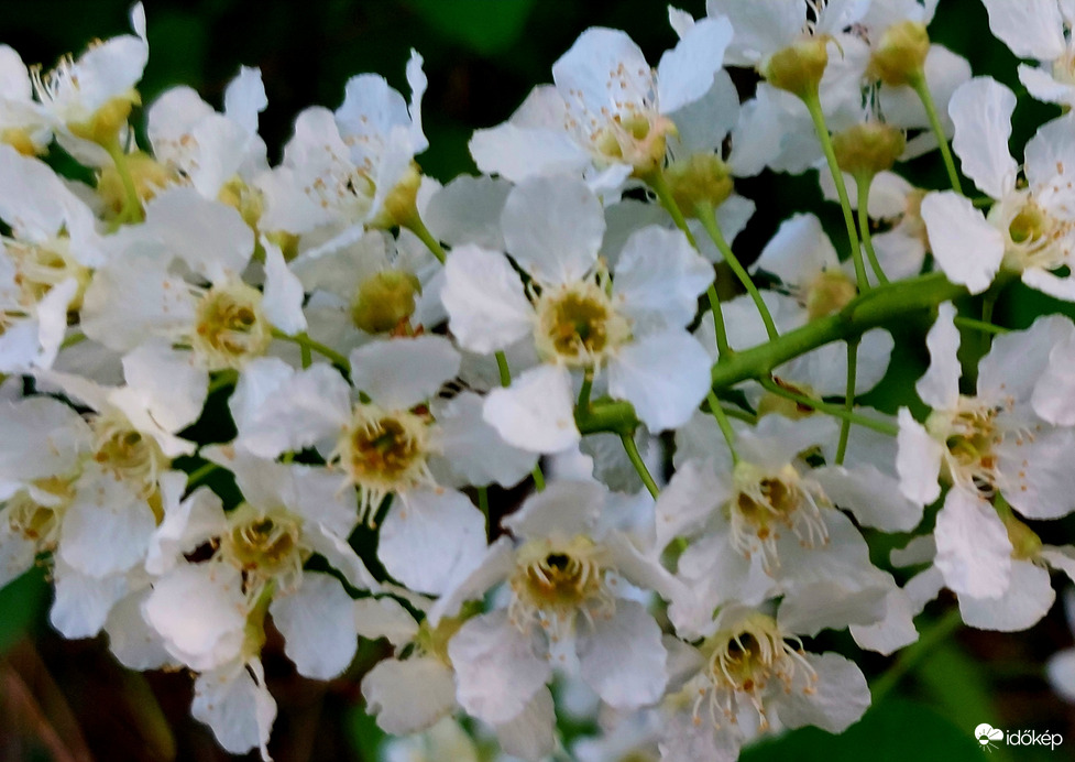  Illatos zelmecimeggy virág