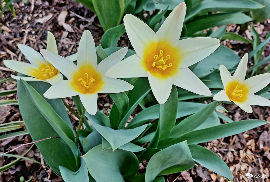 Kaufmann tulipán