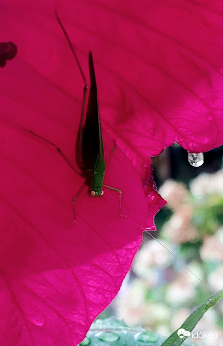 Sáska a hibiszkuszon
