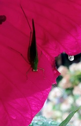 Sáska a hibiszkuszon