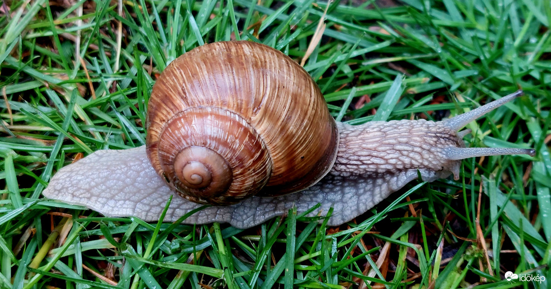 Ménfőcsanak