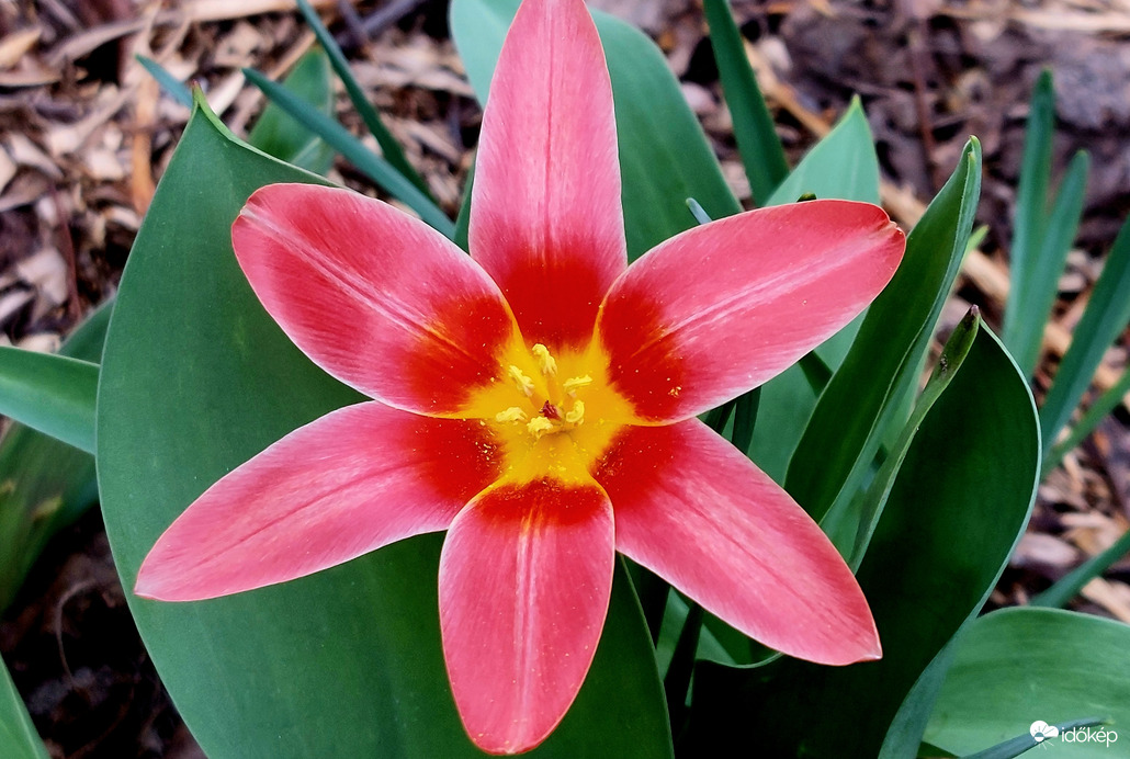 Kaufmann tulipán