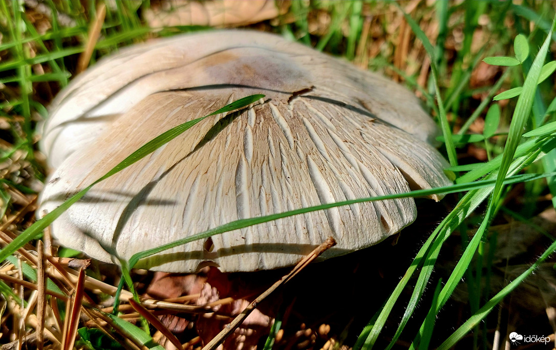 Tintaszagú csiperke
