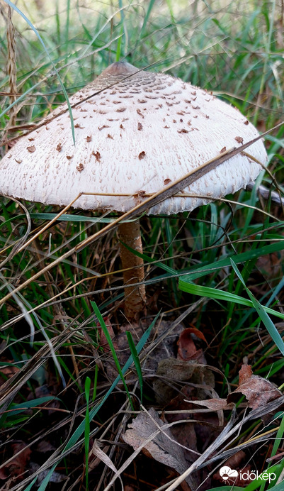Őzlábgomba