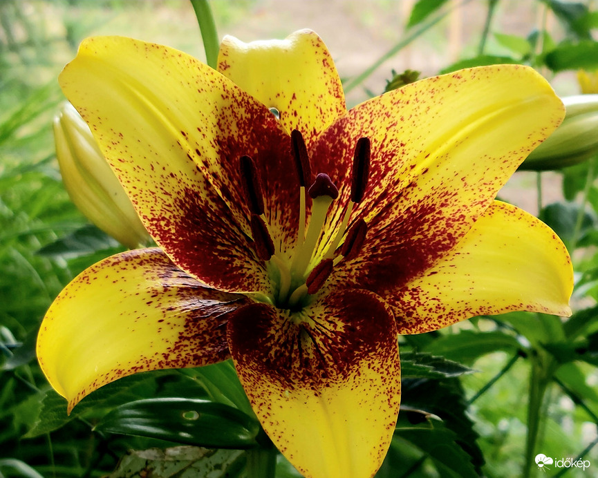 Liliom