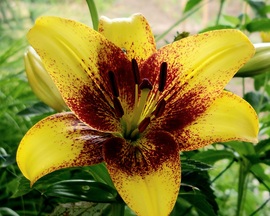 Liliom
