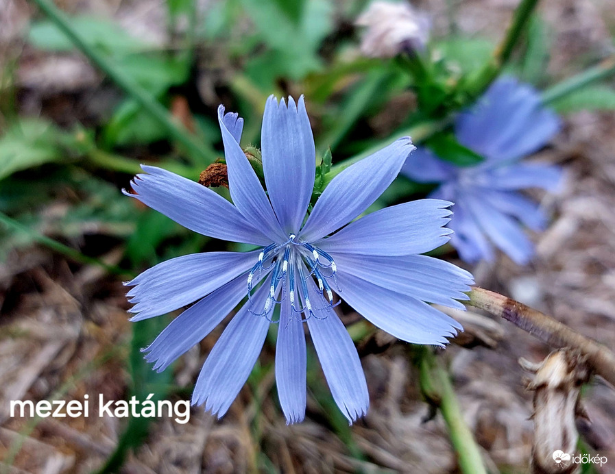 Mezei katáng