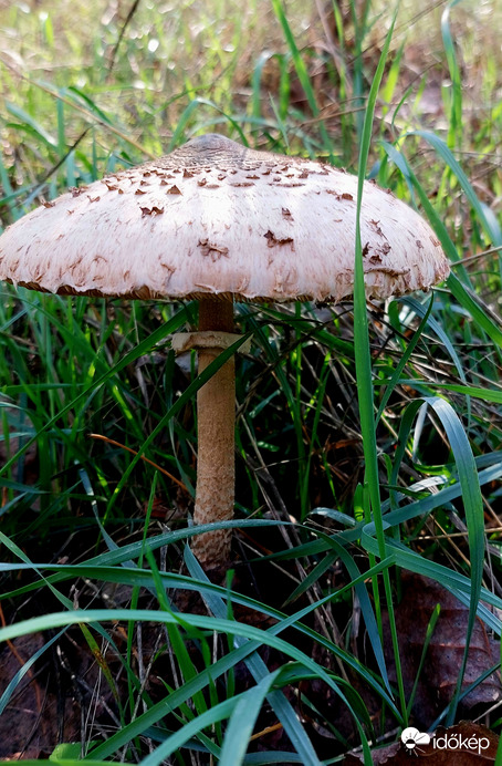 Őzlábgomba