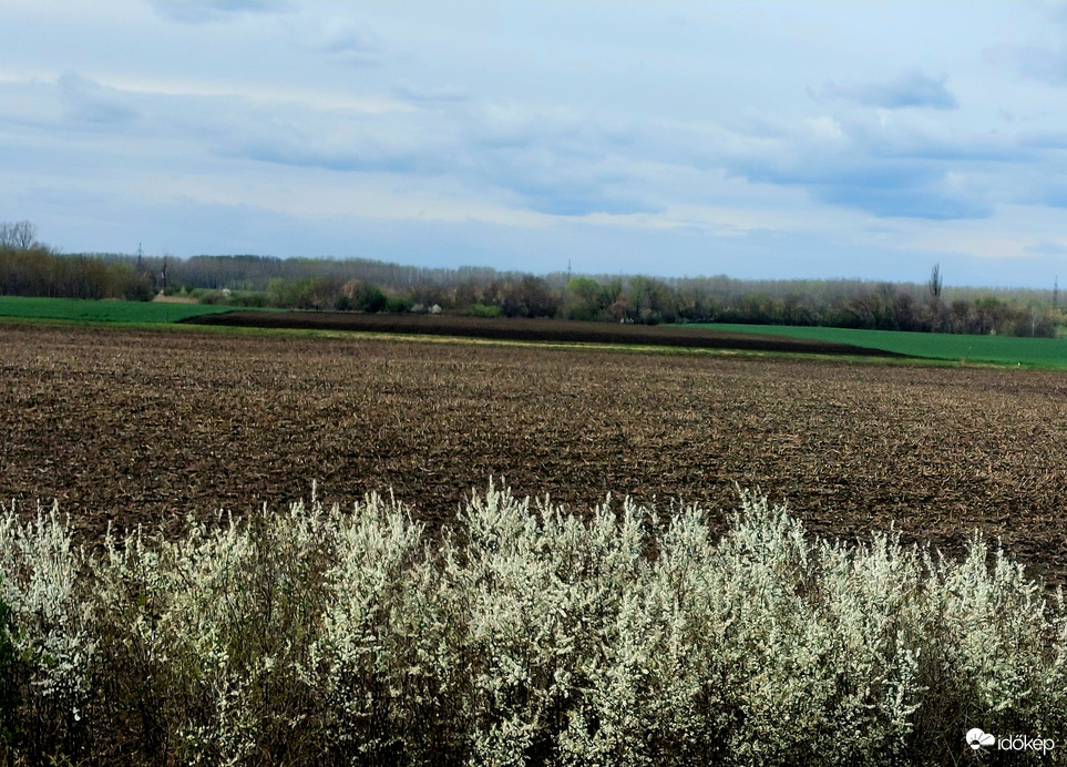 Kökény virágzás...