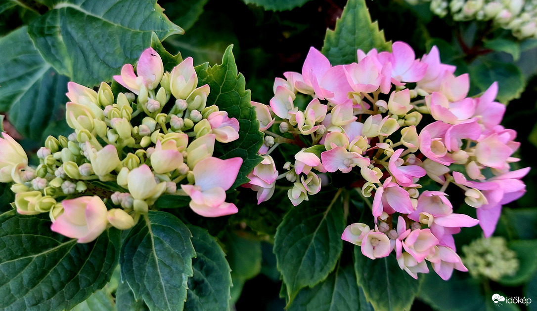 Hortenzia