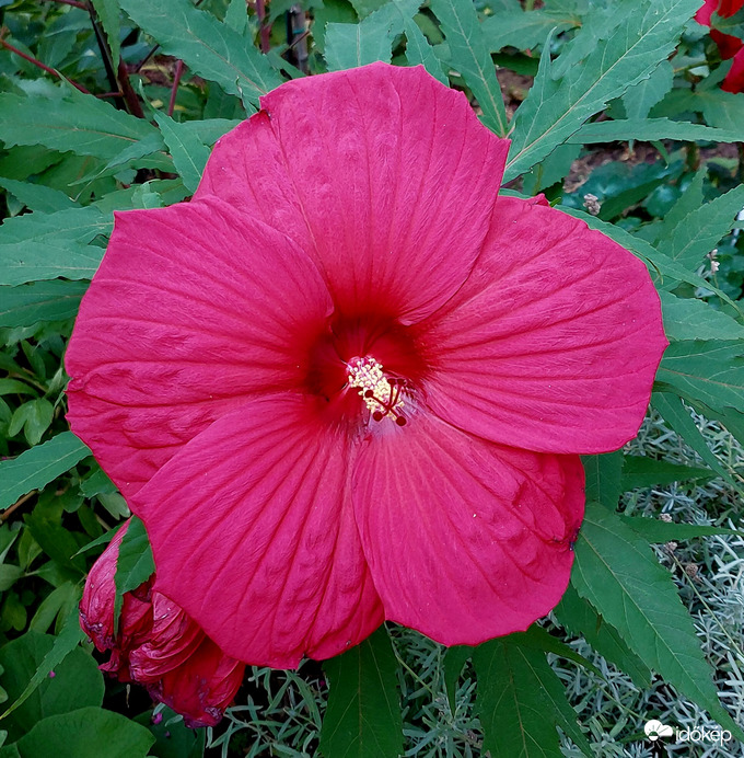 Óriás hibiszkusz